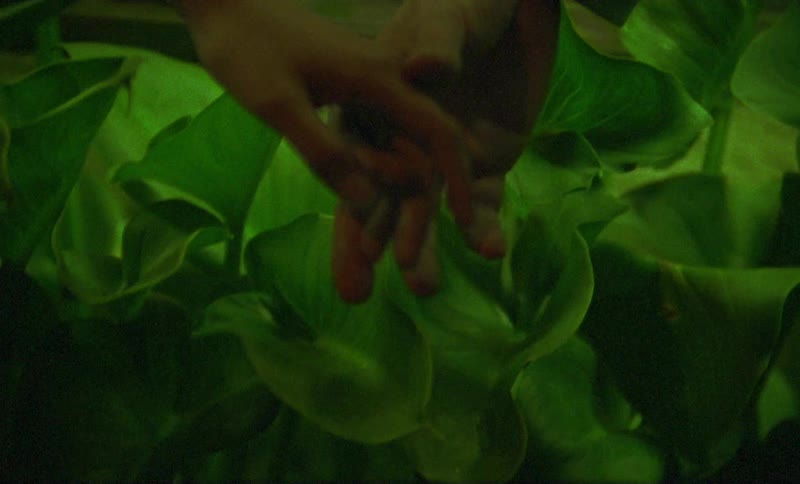 A man and woman point at leaves on a plant and then touch fingers and hold hands