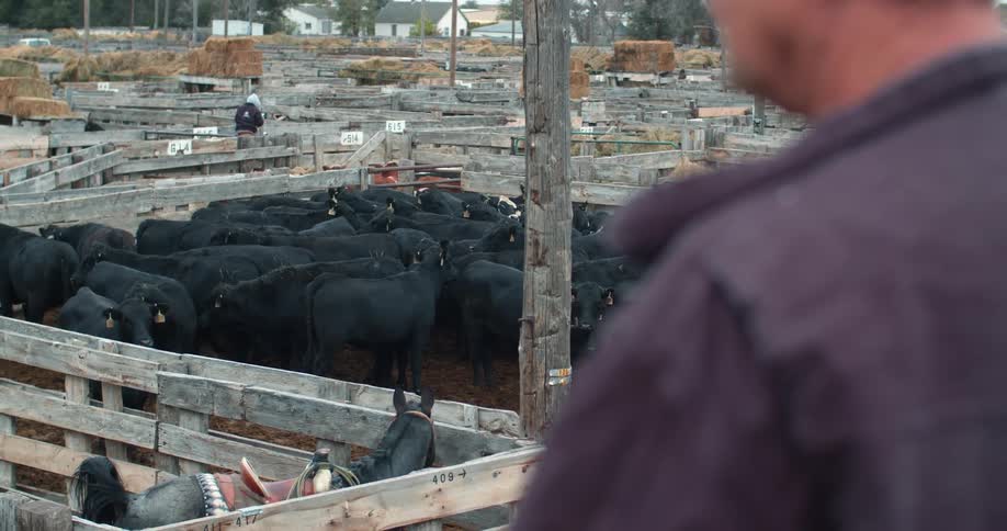 A rancher looks over cattle packed into a pen