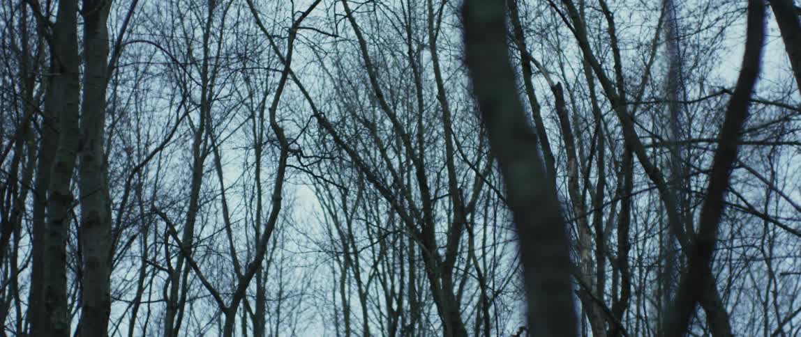 Bare trees and branches and a blue sky