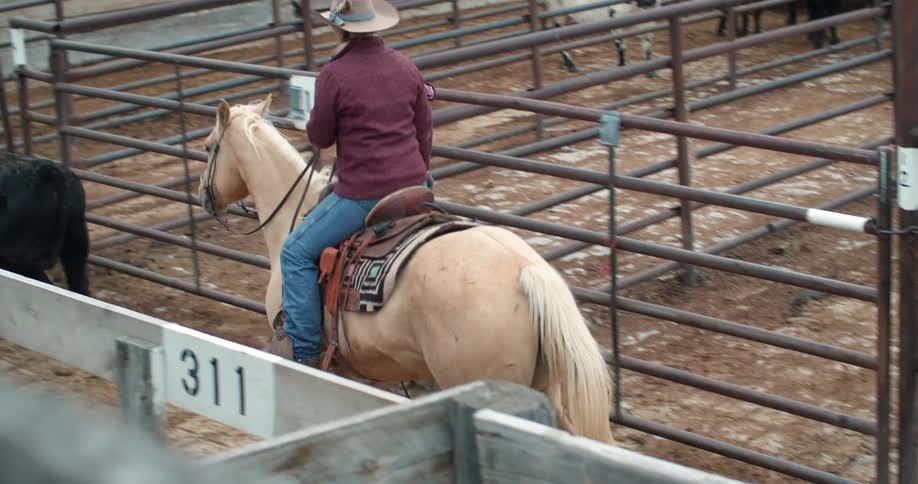 A man on a horse is leading a cow forward