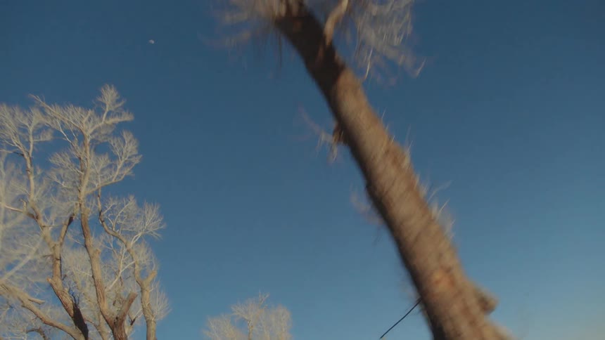 Tall trees with no leafs