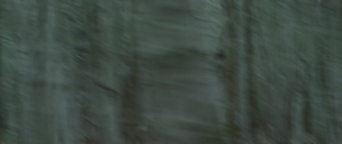 Bare trees in a forest pass by quickly