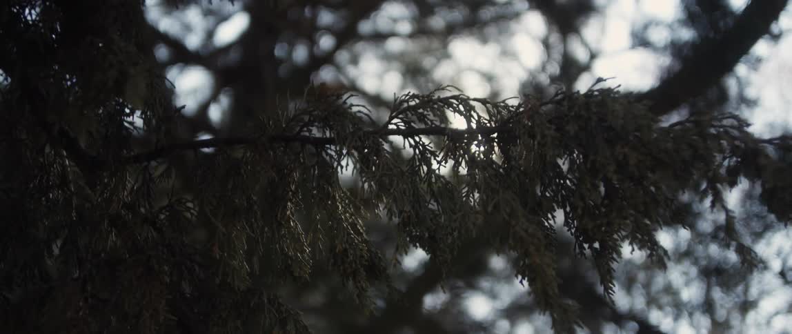 The sun shines through the branches of a tree
