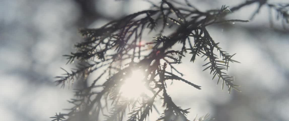 Sunlight filters through the pine tree needles in the branch at sunset