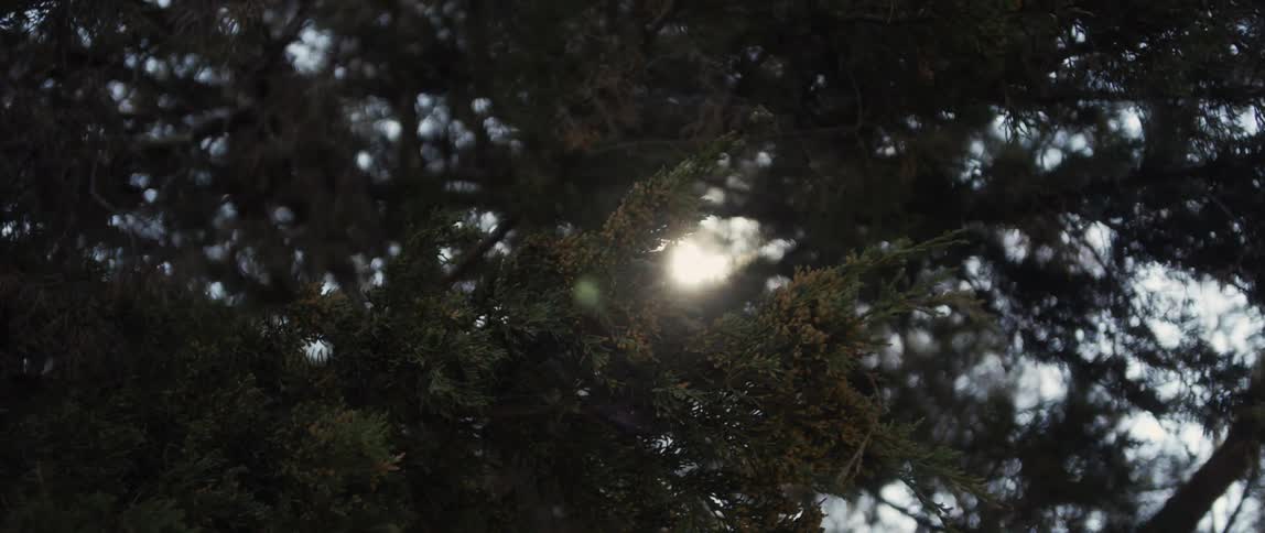 The sun is setting in a forest area