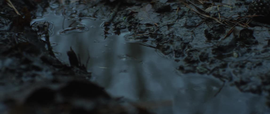 Puddle of water on the wet dark ground of a forest at evening on an overcast day