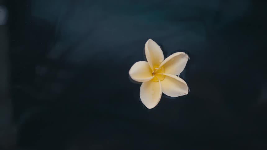 Single white flower spinning in the water