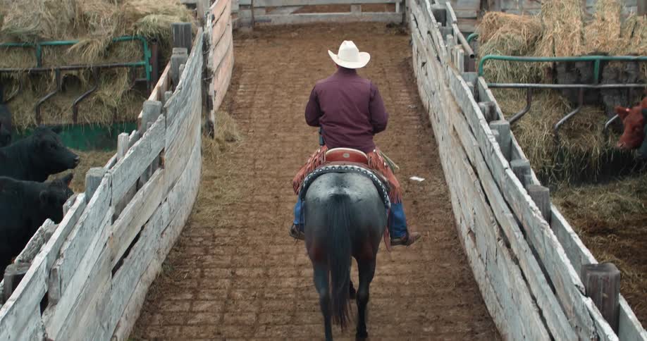 A rancher rides a horse through stalls of cattle