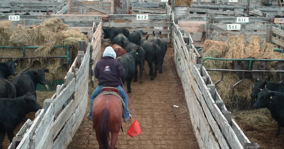 Horseman drives cattle along aisle between stock pens