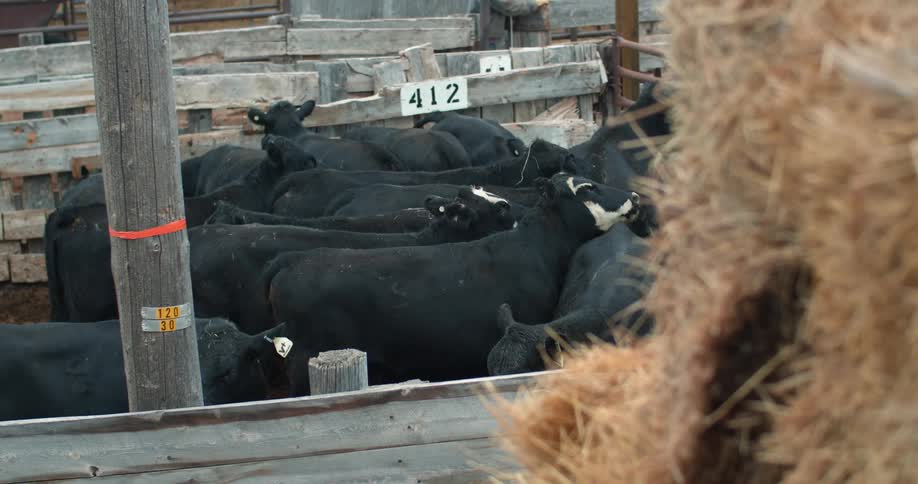 Cattle cluster together in pen near stack of hay