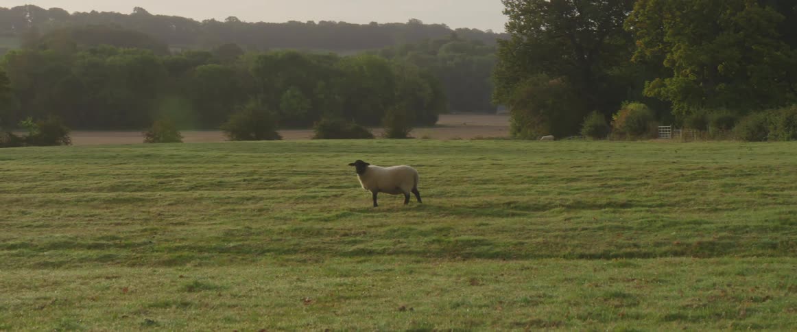 Sheep stands in the middle of field with hills and trees in the background