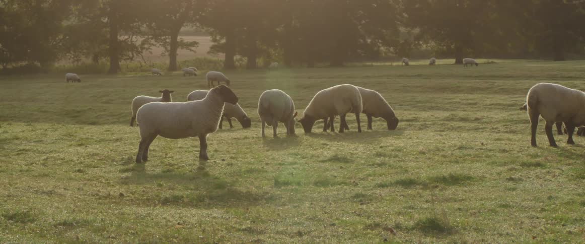 A flock of sheep graze in a grass field at dusk