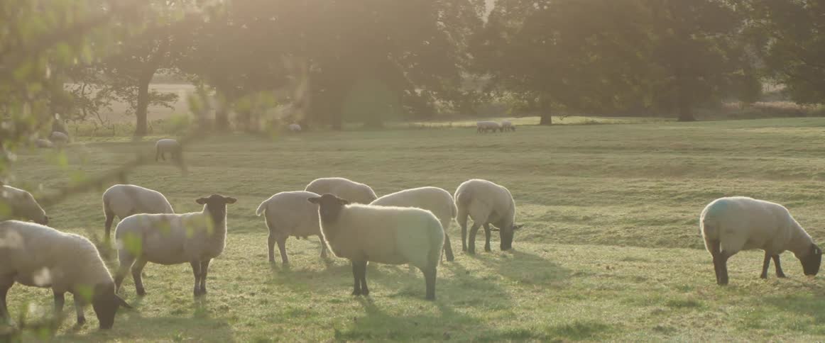 Sheep graze and eat grass in an open field