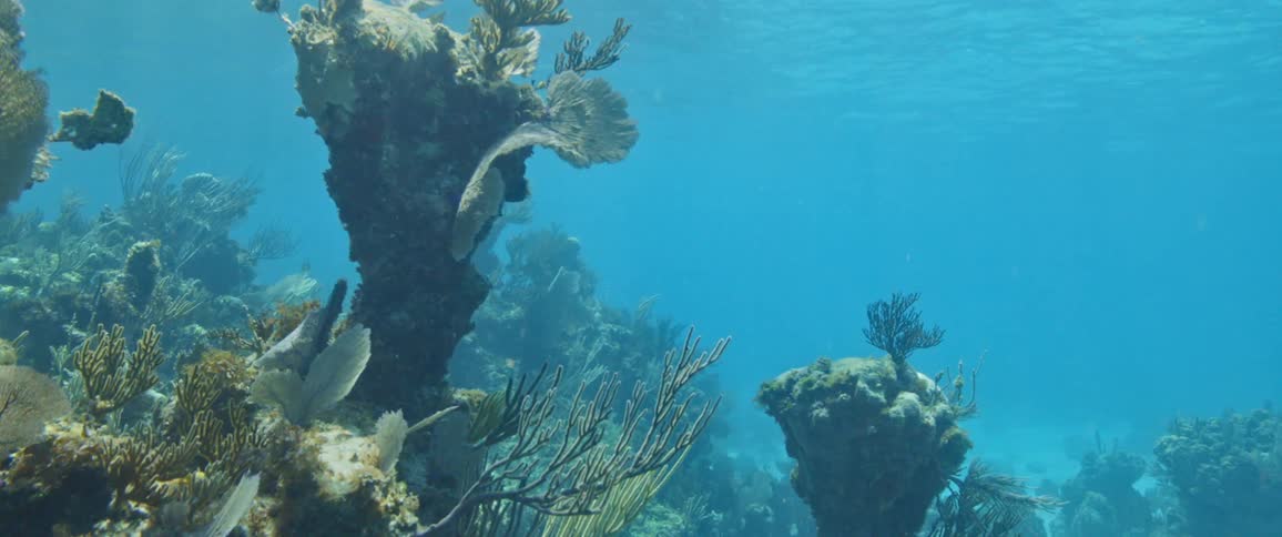 Surface ripples are visible above reef sitting near seafloor