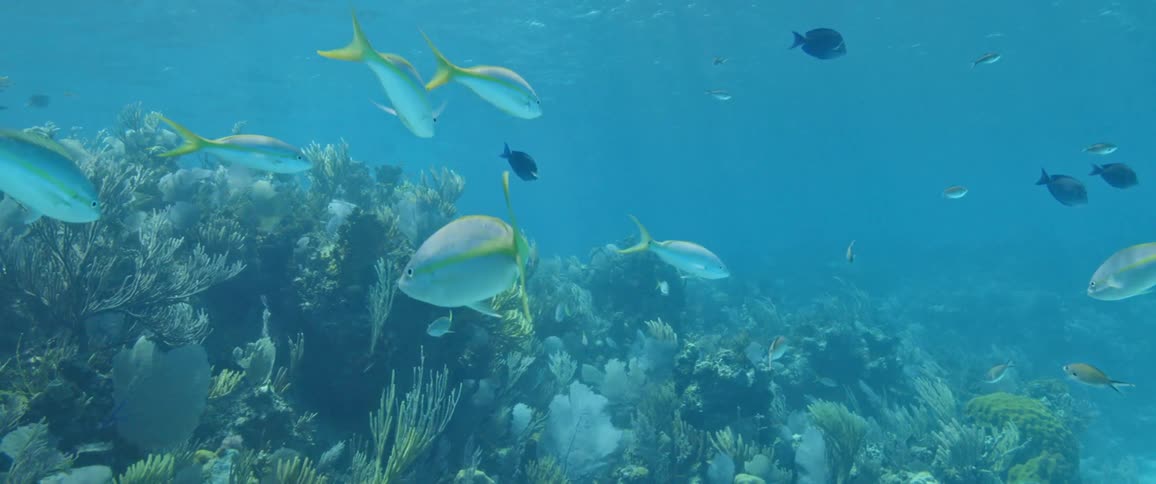 Multiple fish are swimming near the ocean floor
