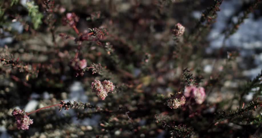 Close up of some branches with red flowers on the tips