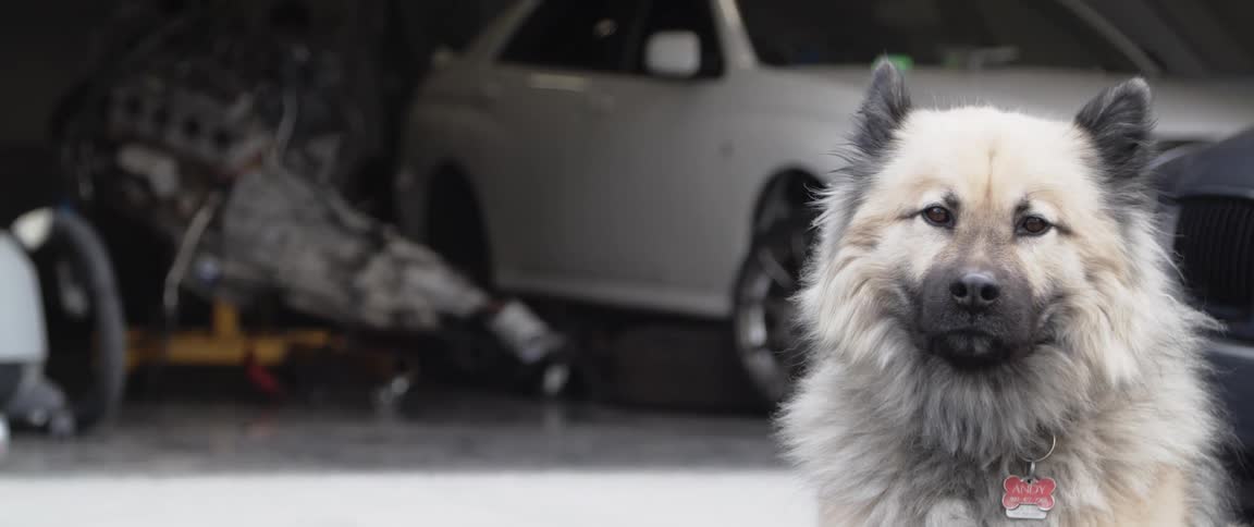 A dog is sitting outdoors next to a parked car