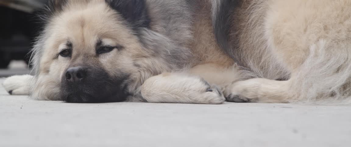 A dog is laying on the ground outdoors on concrete