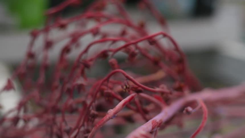 Flowers are blossoming on a tree branch