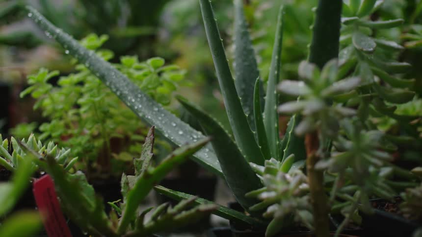 Dew drops cover the stems of an aloe plant in an outdoor garden