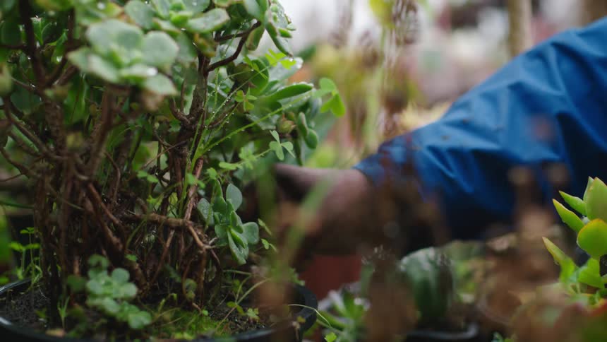 Hand picking weeds around a potted plant inside a planter in a garden