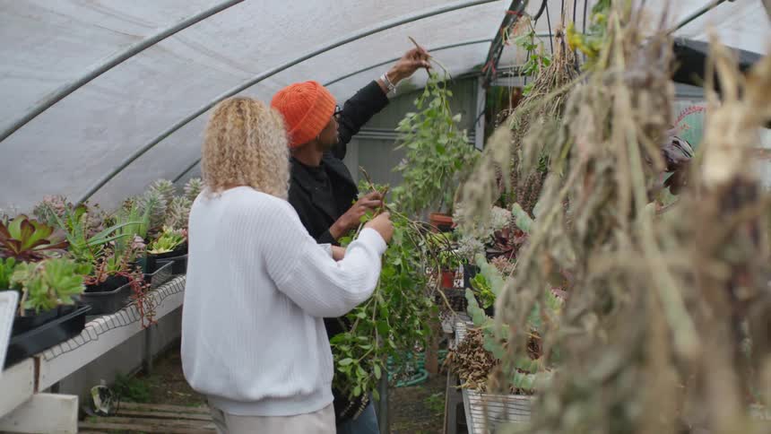 Man and woman hang plant clippings on center metal arc of greenhouse