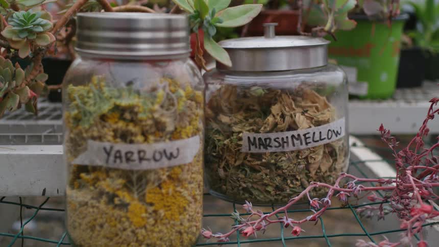 Jars with herbs inside and labels on them are sitting on a table with plants
