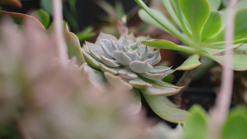Multiple plants are in potting containers outdoors in spring
