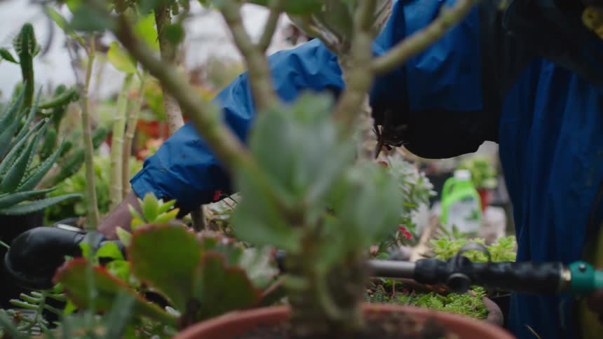 A man is in a greenhouse watering the plants with a sprayer