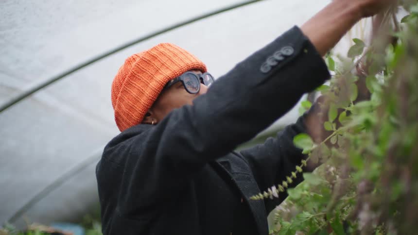 A man in a greenhouse hangs plants upside down as a woman hands them to him