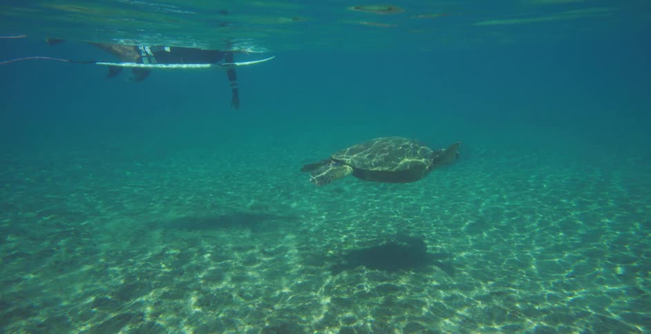 Turtle swims underwater next to surfer lying on surfboard