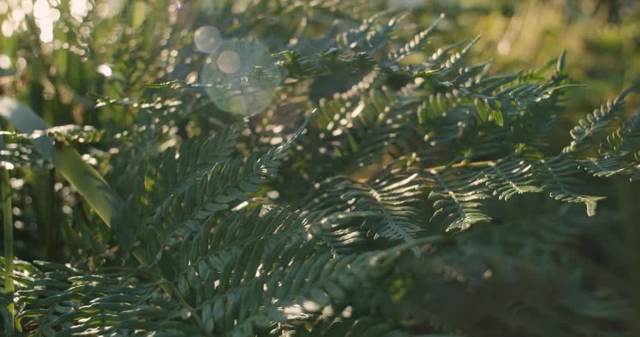 A plant moves in the breeze as the sun shines upon it