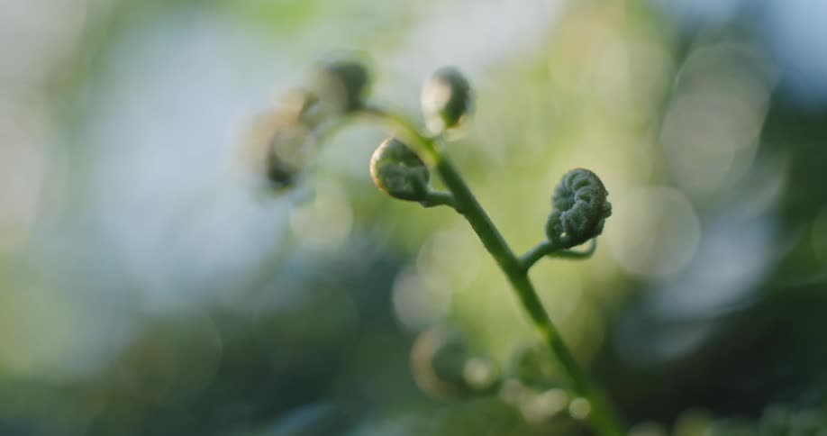 Flowers are blossoming on a branch in spring