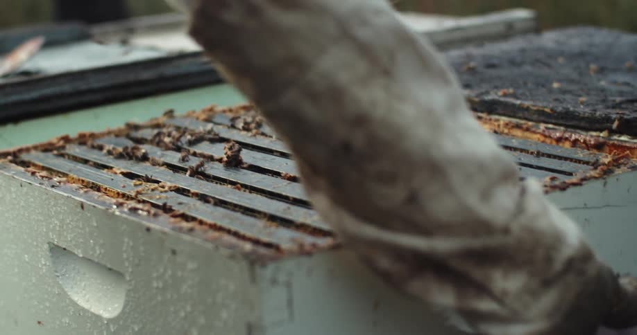 Beekeeper places slat into hive as another person blows smoke at bees before the first person puts lid on commercial hive