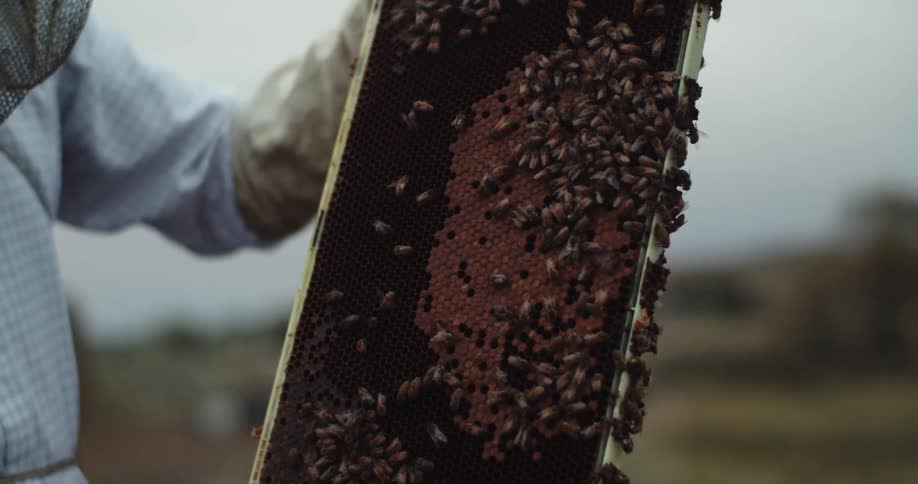 A bee farmer holds a slat with honeycomb and bees on it