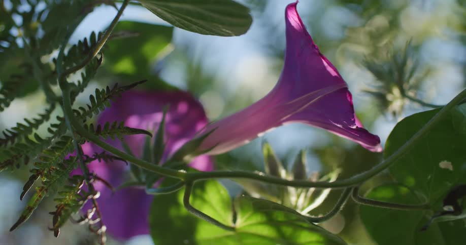 Purple flowers sit n vine with long leaves under a blue sky