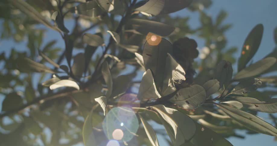 The sun shines brightly upon the leaves on a tree