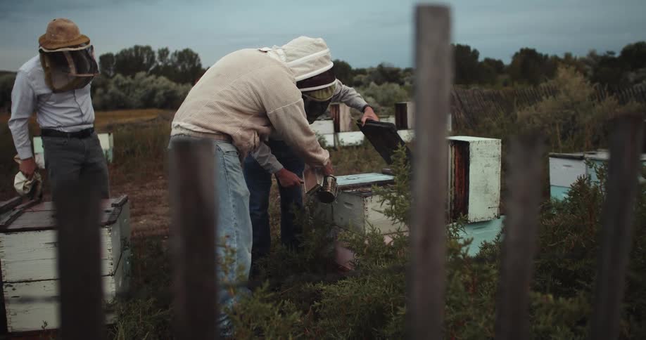 Beekeepers smoking a wooden beehive for inspection in a field