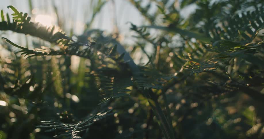 A closeup of lush greenery on a sunny day