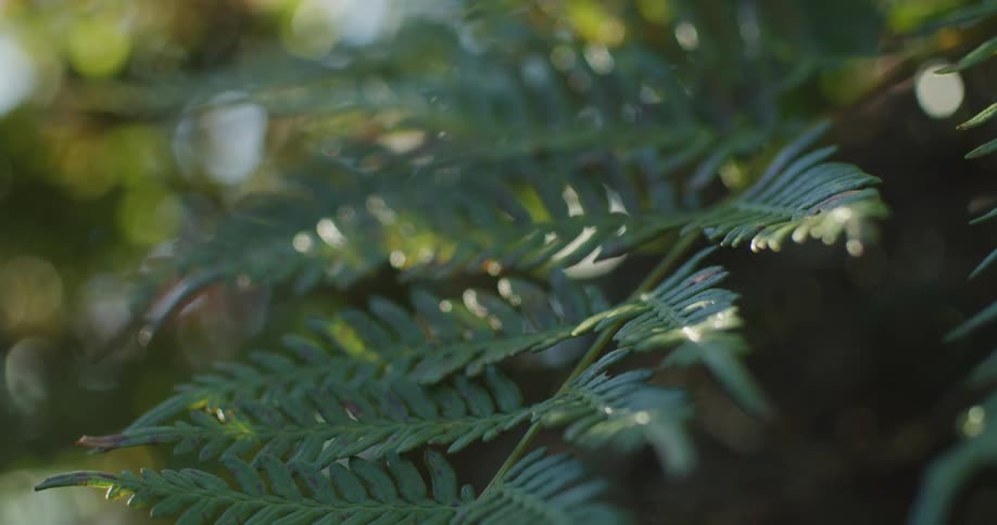 Close up view of leaves on a tree is displayed