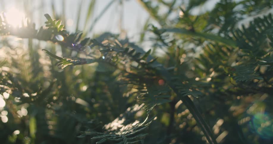 Sunset sunlight filters through the leaves of plants outdoors