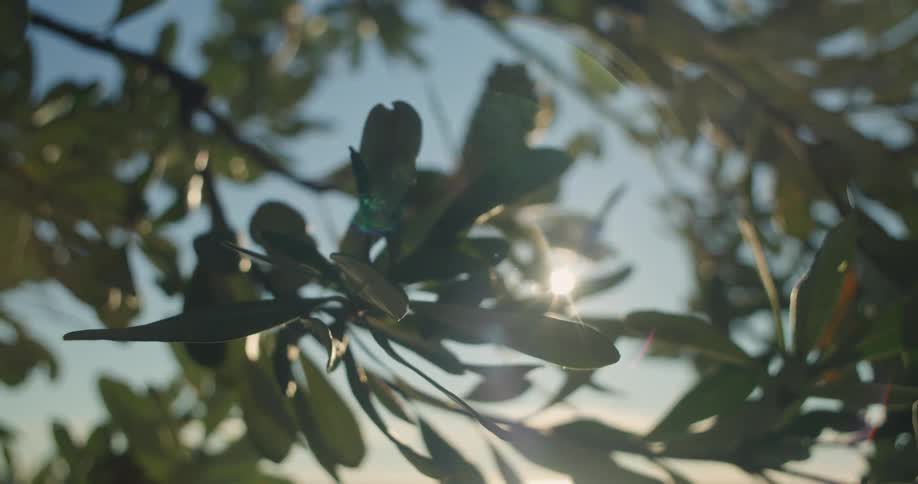 Close up view of leaves on a tree at dusk