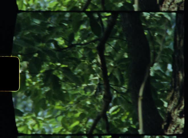 Film footage of leaves on a tree