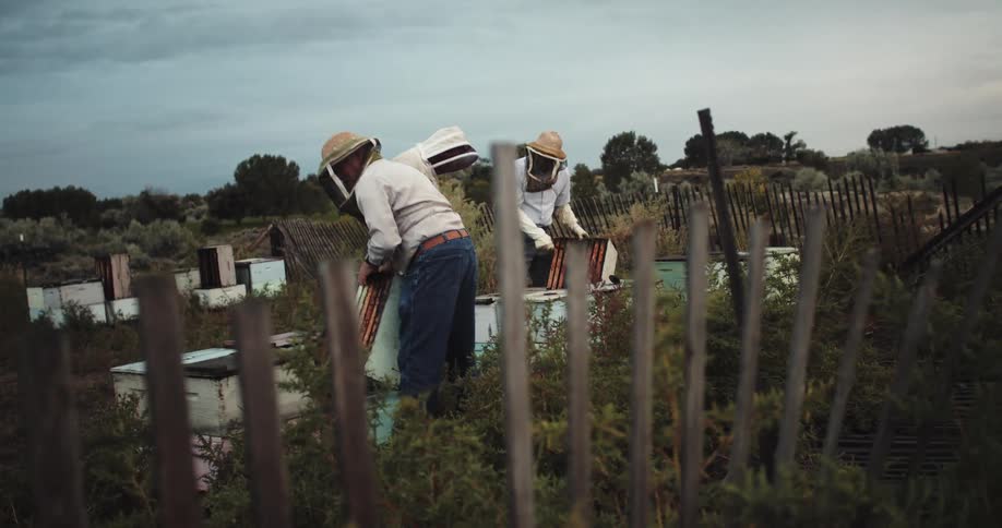 Beekeepers wearing protective gear work with commercial beehives in fenced off area