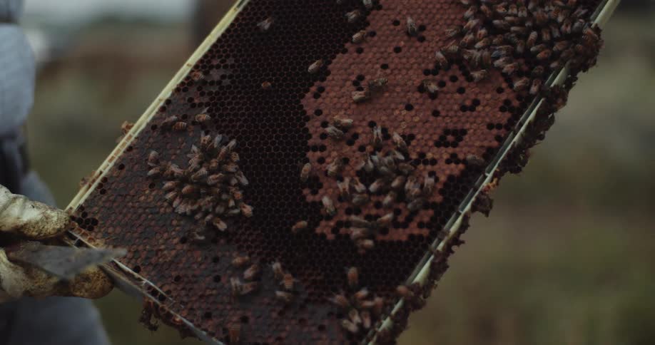 Beekeeper wearing protective gear holds slat from commercial beehive over smoke source