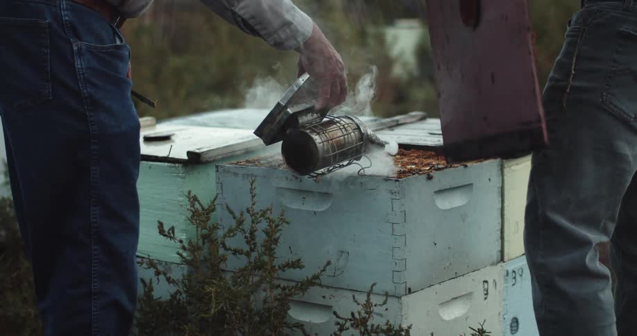 Two men are smoking out the bees from a large hive