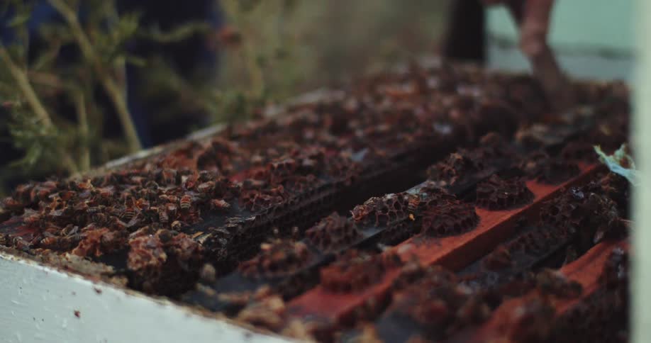 A beekeeper checks on a hive and blows smoke onto it