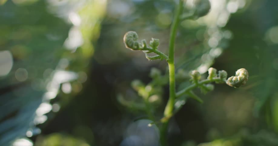 Sunlight highlights buds and stems on plant