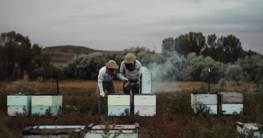 Two beekeepers wearing protective gear use smoke as they work with beehives