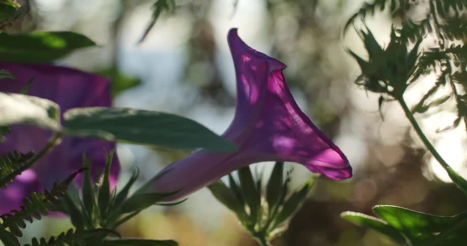 Flowers are blooming on a plant in a tropical area